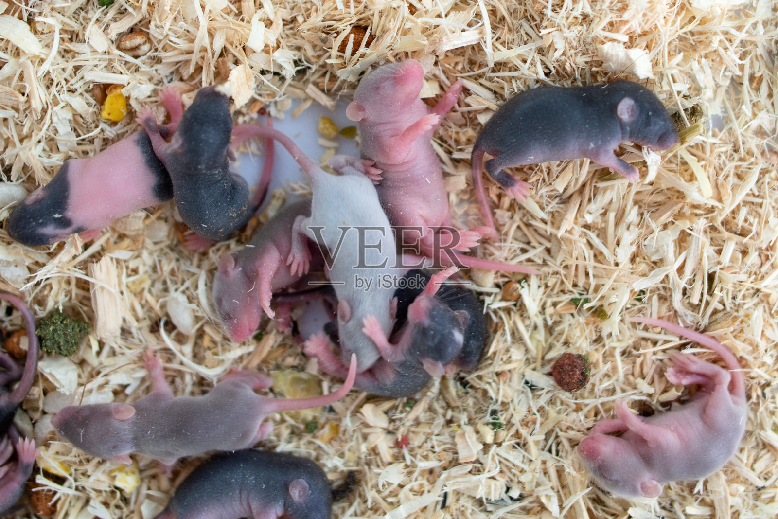 用来喂蛇的小老鼠照片摄影图片