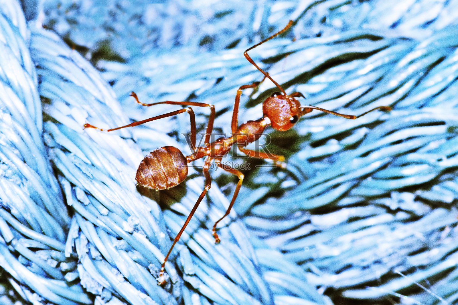 蚂蚁爬蓝绳。照片摄影图片