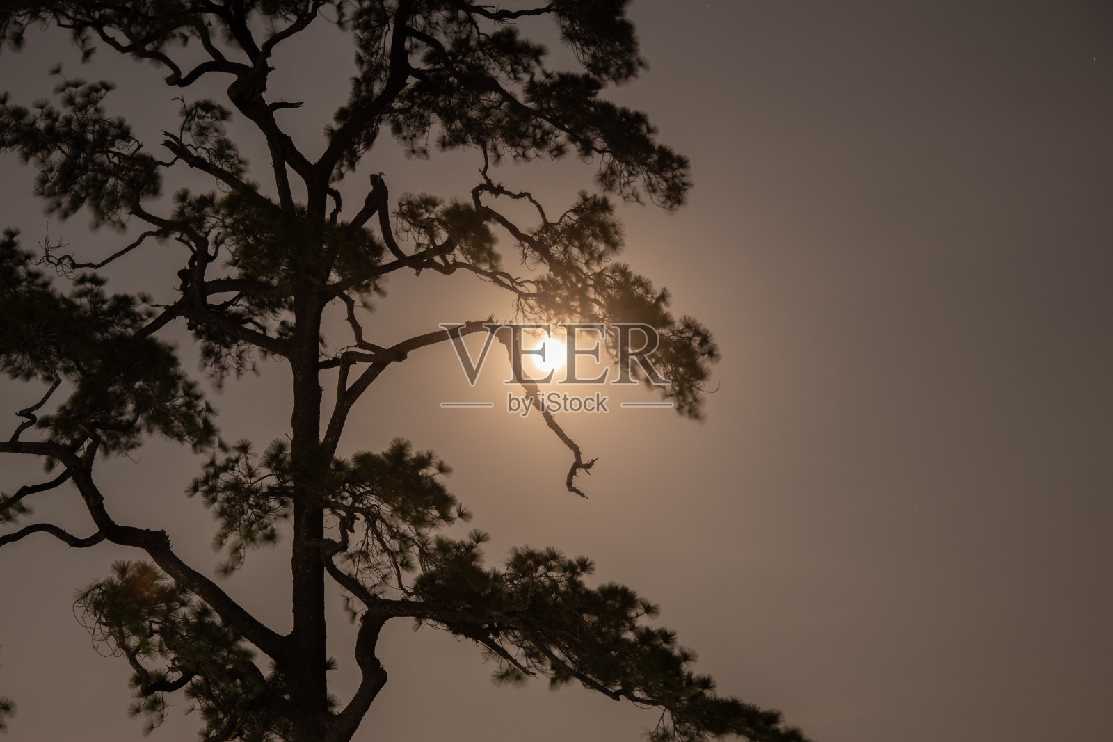 夜晚以月亮为背景的树。照片摄影图片