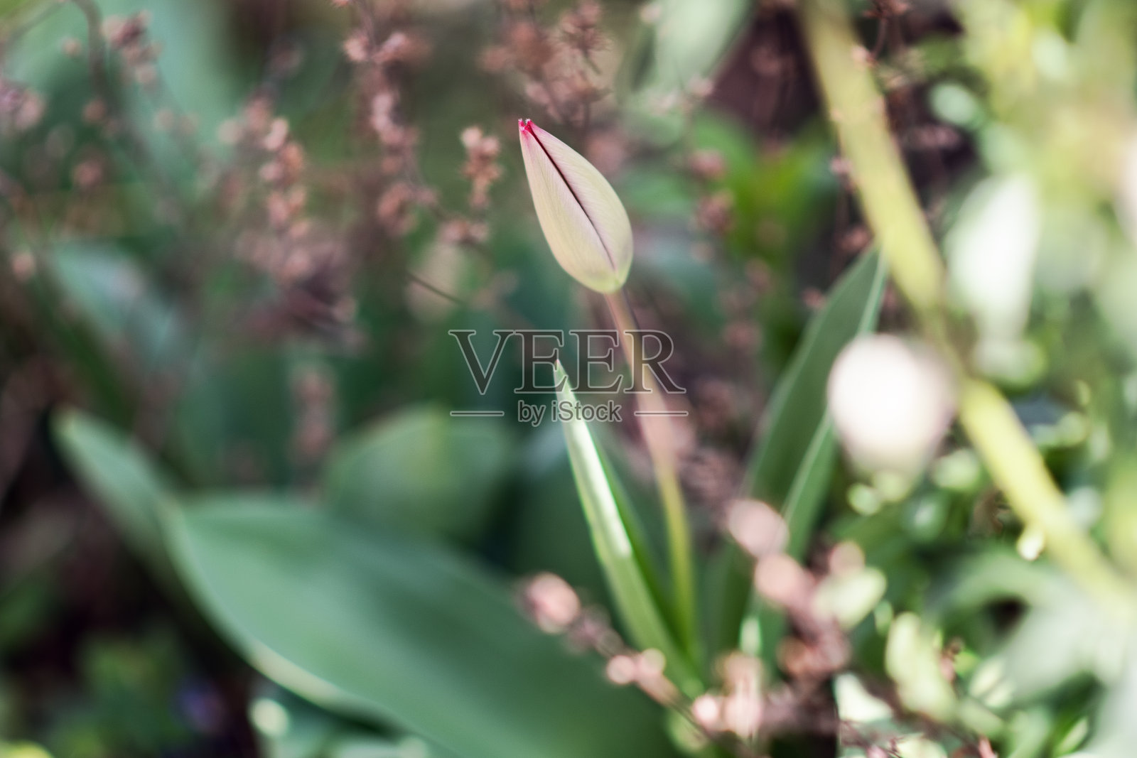 植物与花:郁金香花蕾——郁金香照片摄影图片