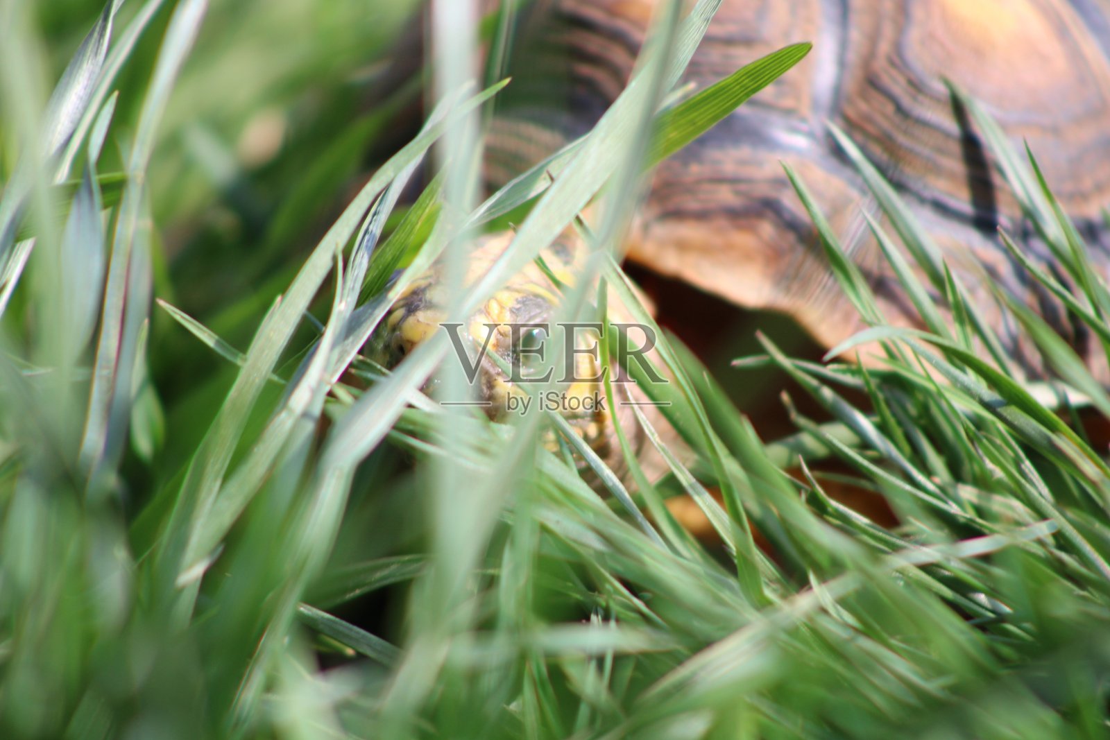 乌龟照片摄影图片