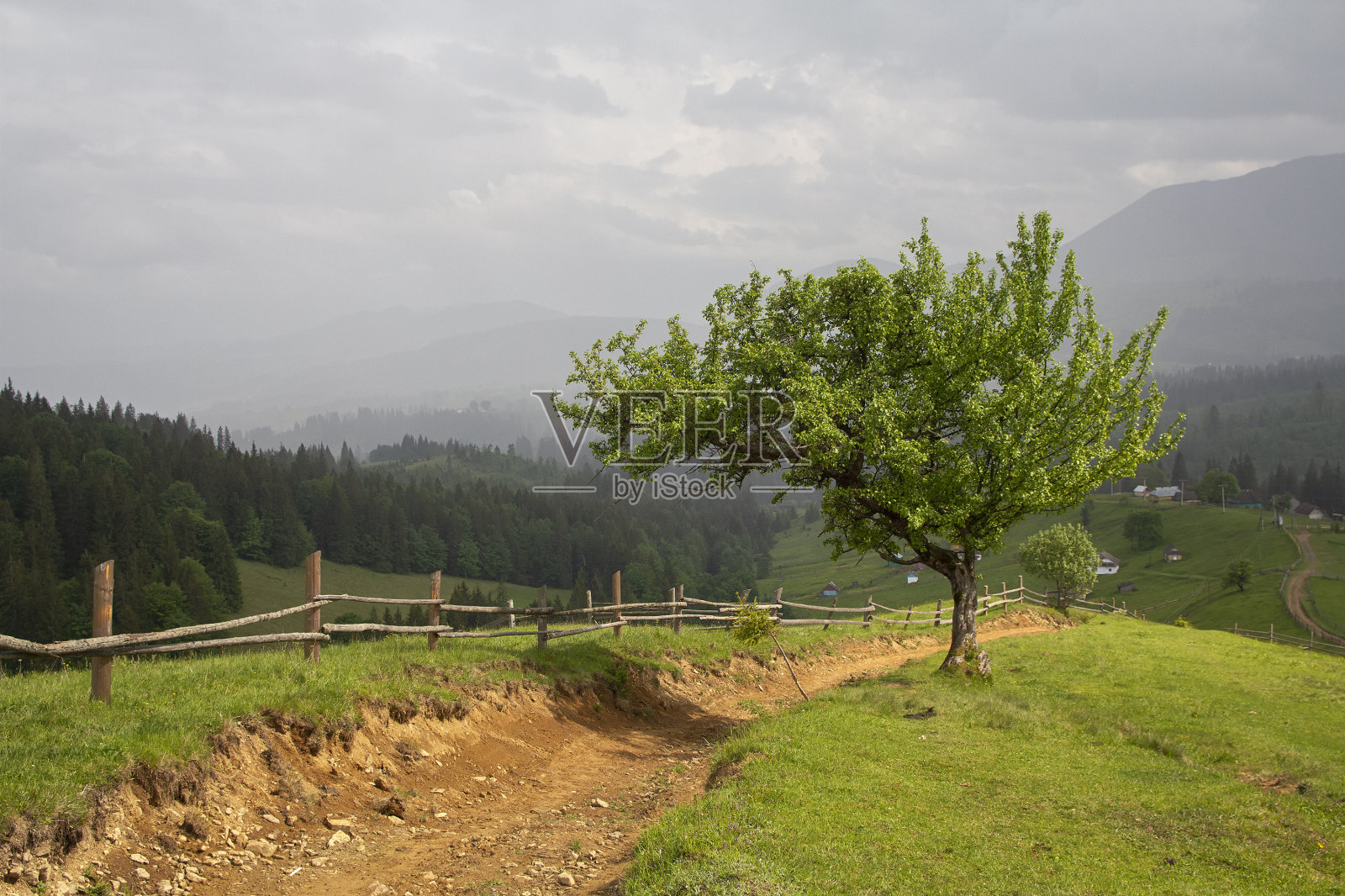 山路旁的树被太阳照亮了。喀尔巴阡山照片摄影图片