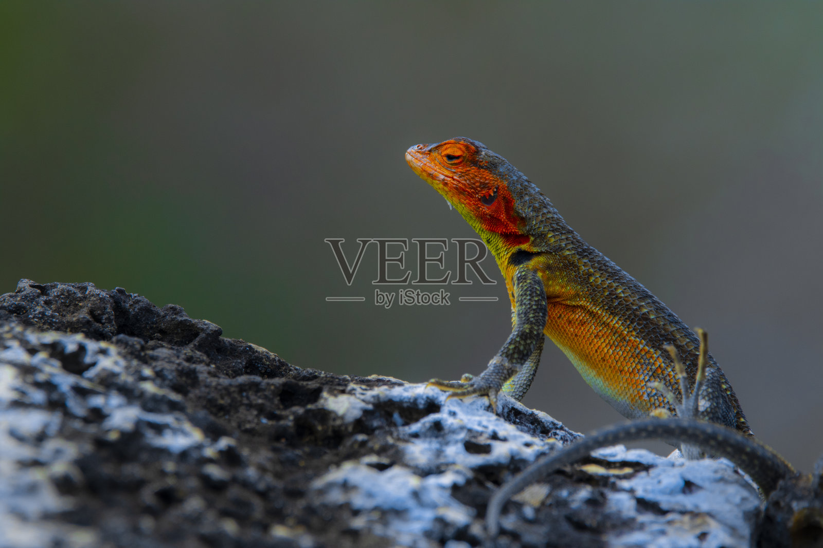 雌熔岩蜥蜴的威严照片摄影图片