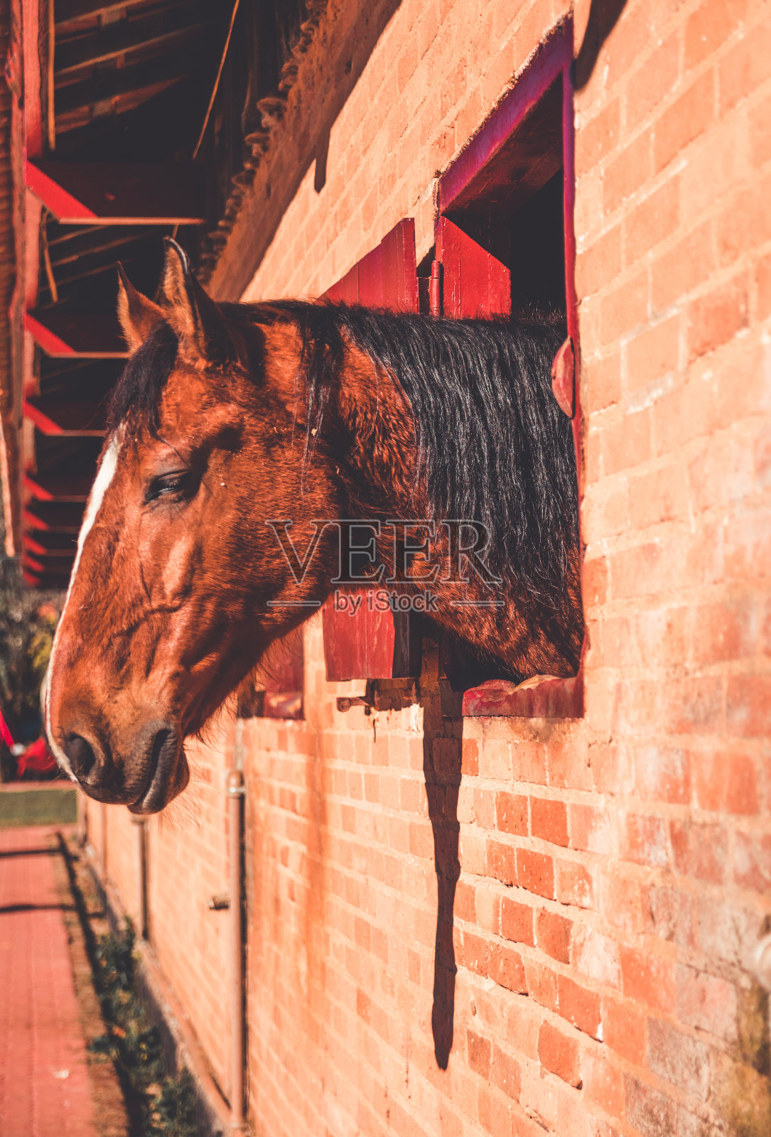 马厩里漂亮的棕色马的特写照片摄影图片