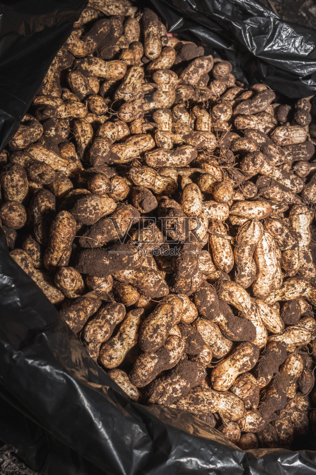 乌干达，非洲，种植在植物上的花生(花生)正在收获、清洗和准备食用照片摄影图片