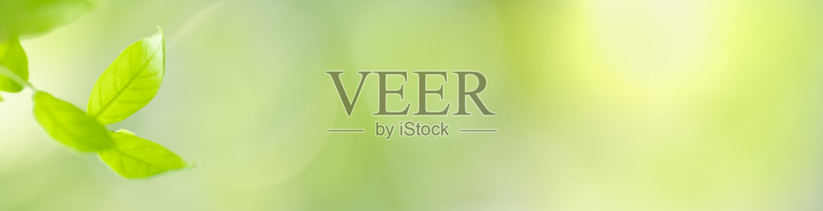 在阳光的照射下，在模糊的绿色植物背景上近距离观察美丽的自然景观，以散景和复制空间作为背景的自然植物景观，生态覆盖的概念。照片摄影图片