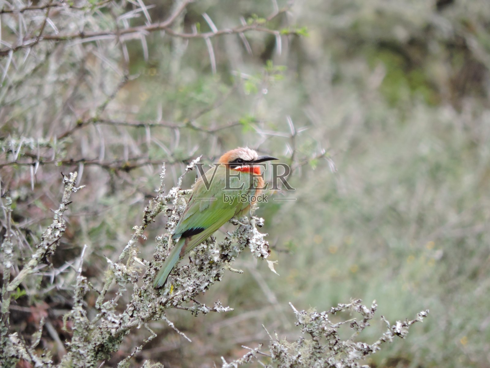 白色的食蜂鸟照片摄影图片