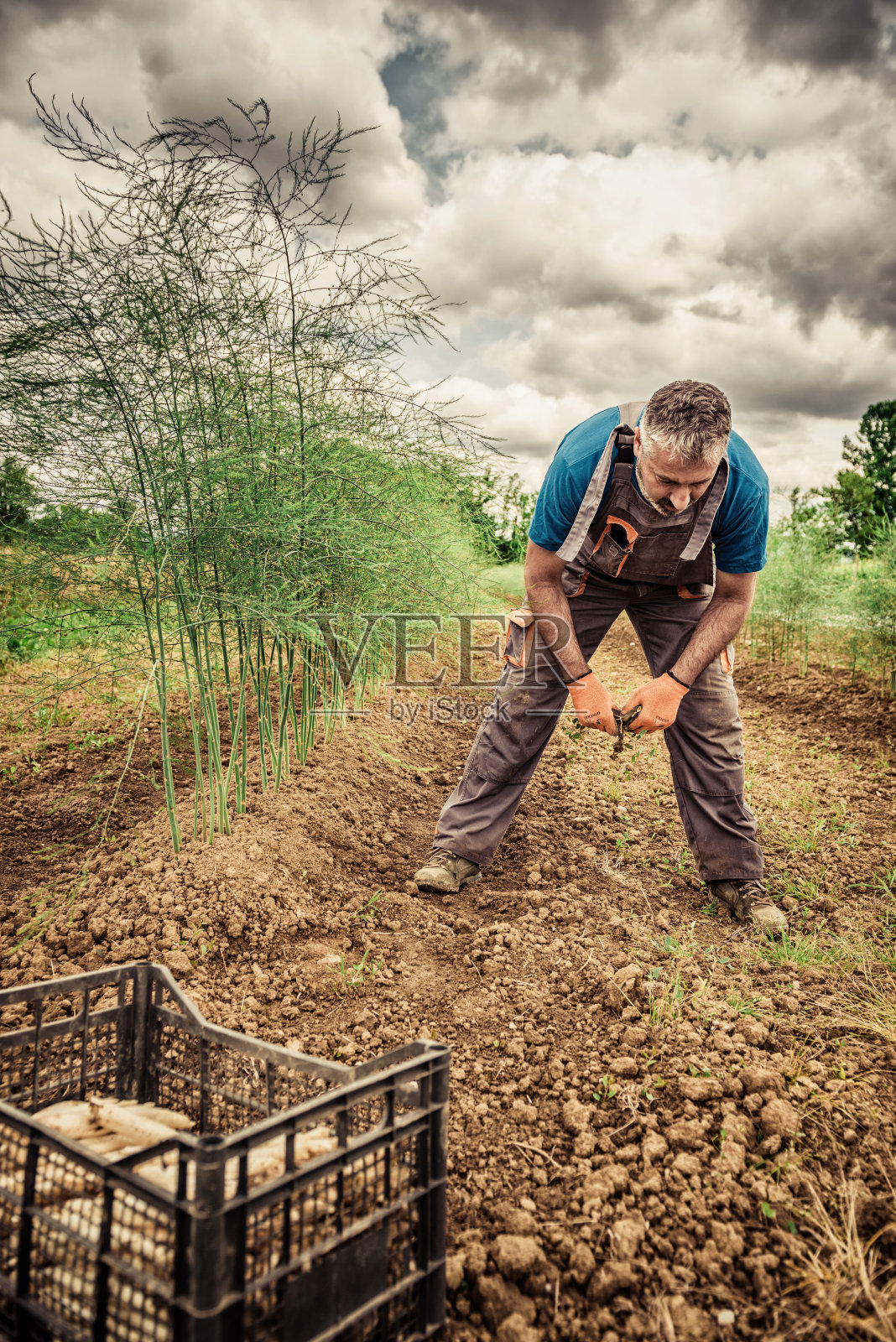 白芦笋收割照片摄影图片