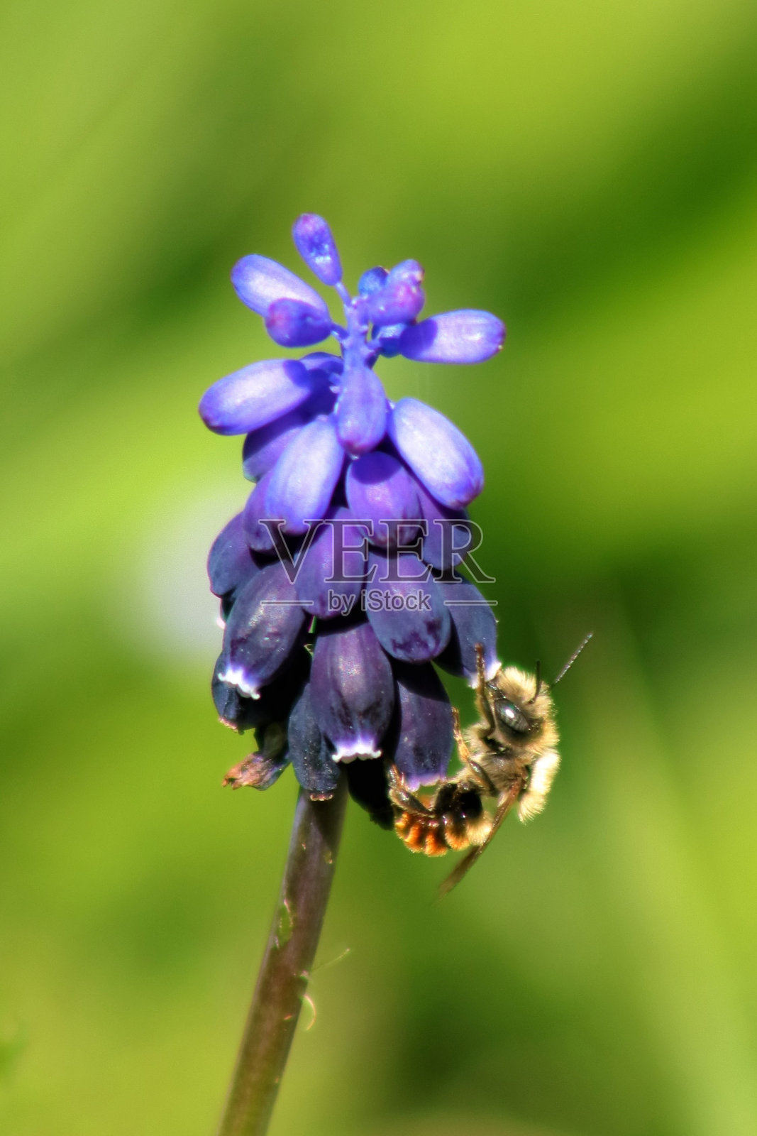 春天紫罗兰花和蜜蜂照片摄影图片