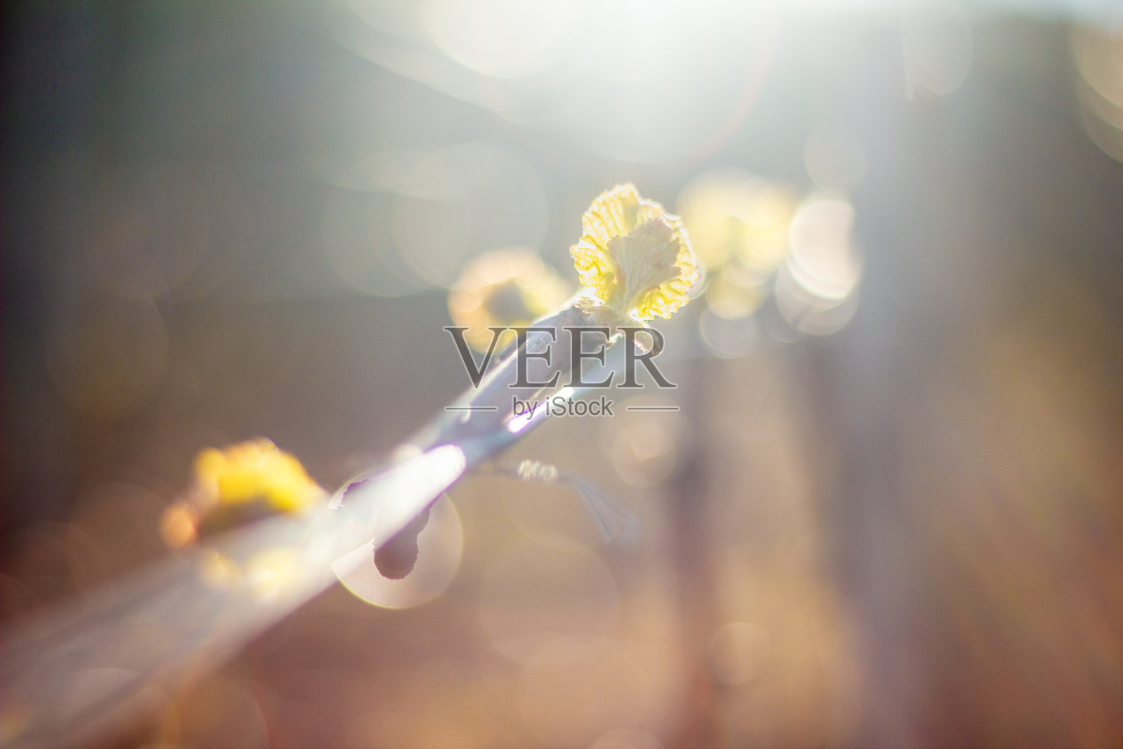 来芽照片摄影图片