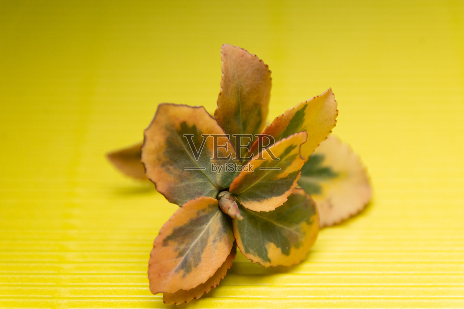 黄色背景下的秋叶特写照片摄影图片