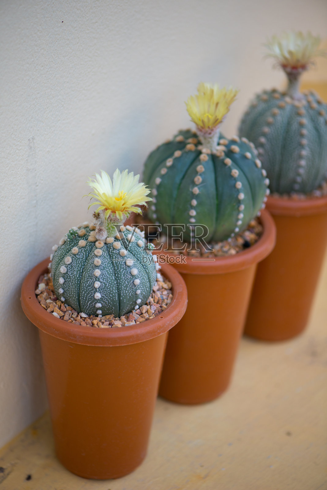 仙人掌和盆花照片摄影图片