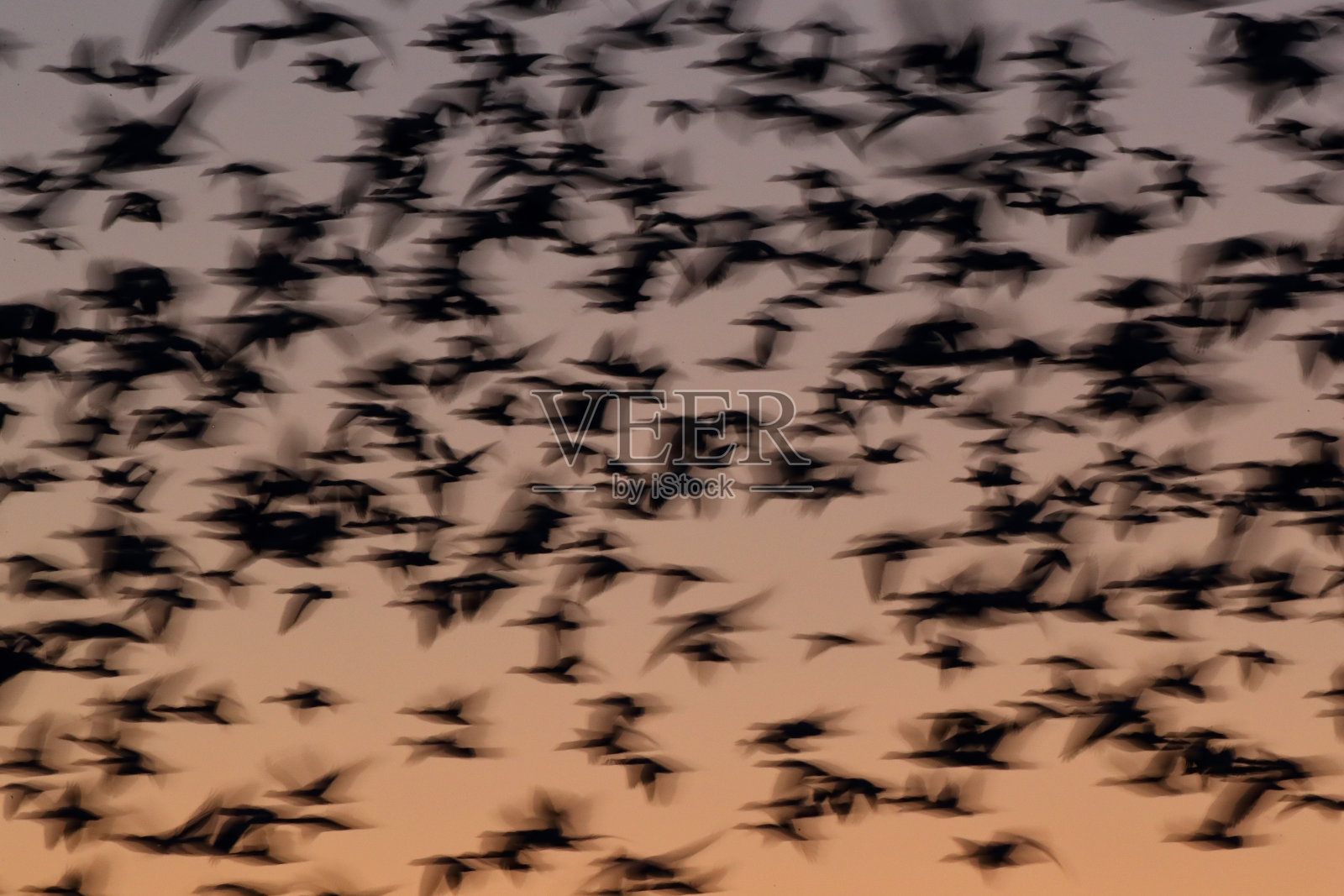 雪鹅博斯克德尔阿帕奇，美国新墨西哥州照片摄影图片