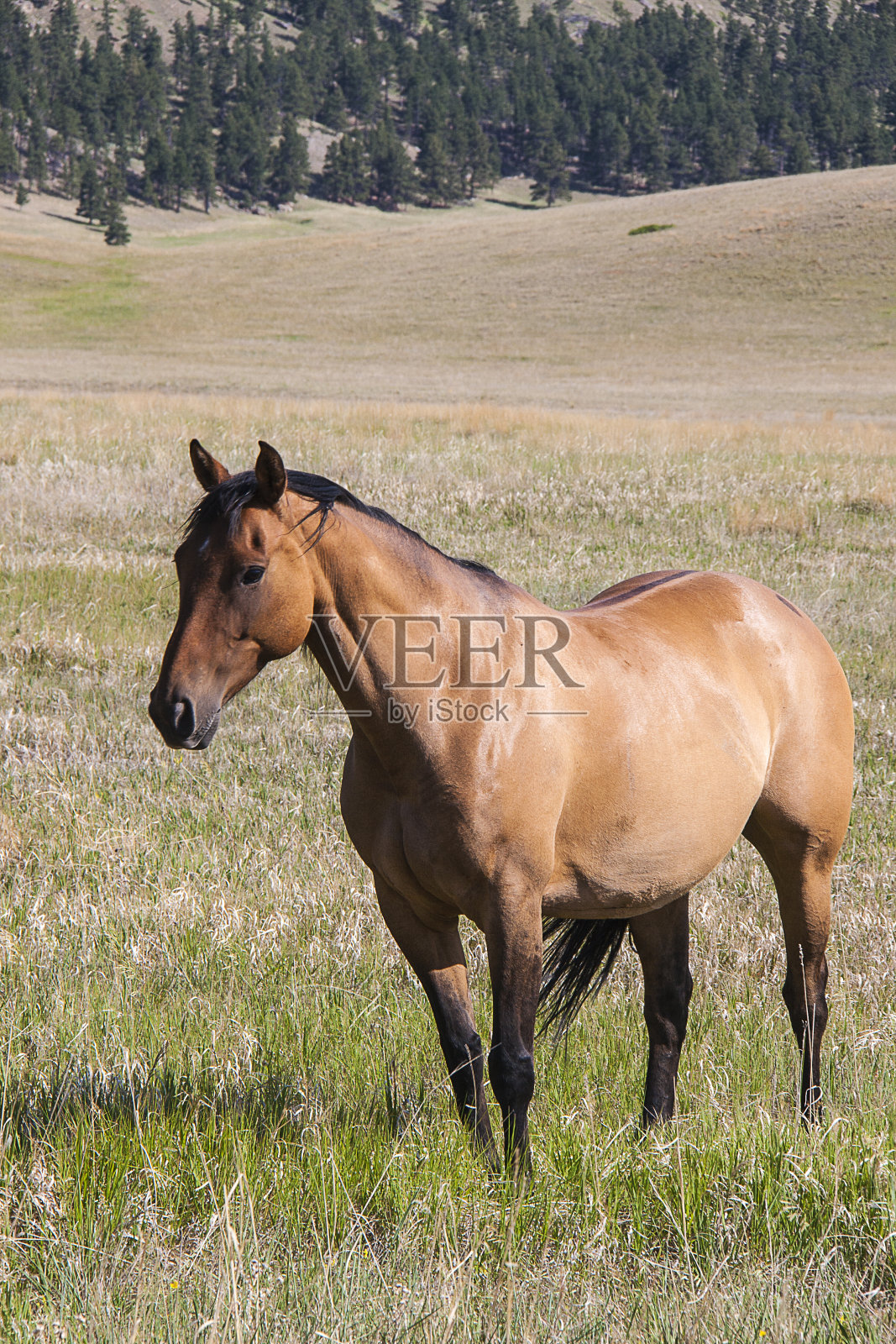 马在田照片摄影图片