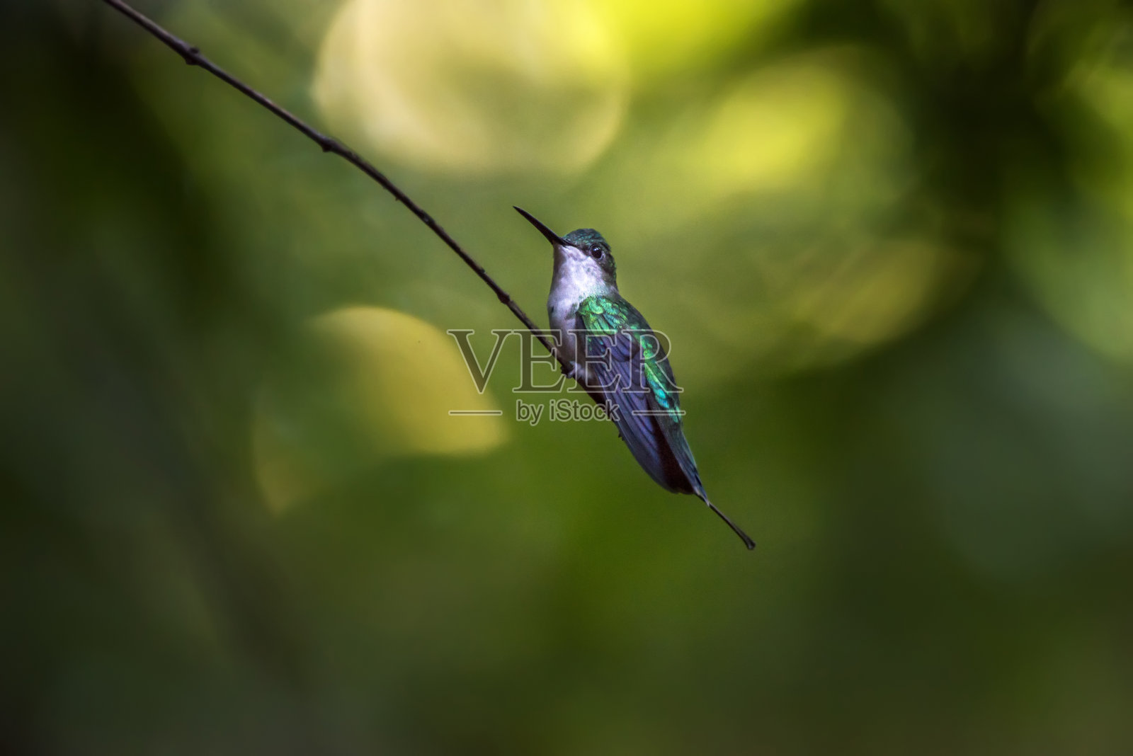 在圣埃斯皮里托的Linhares拍摄的紫罗兰帽的森林仙女。巴西东南部。照片摄影图片