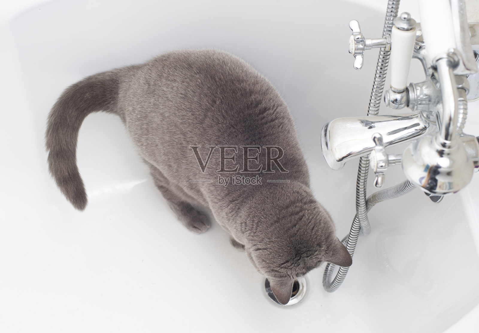 一只看着浴缸龙头滴水的猫照片摄影图片