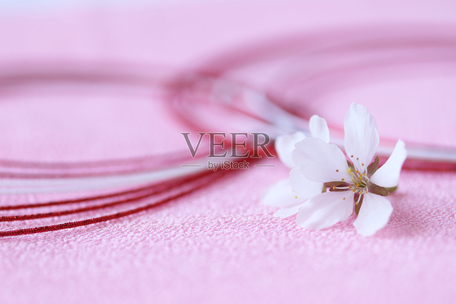 樱花和mizuhiki照片摄影图片