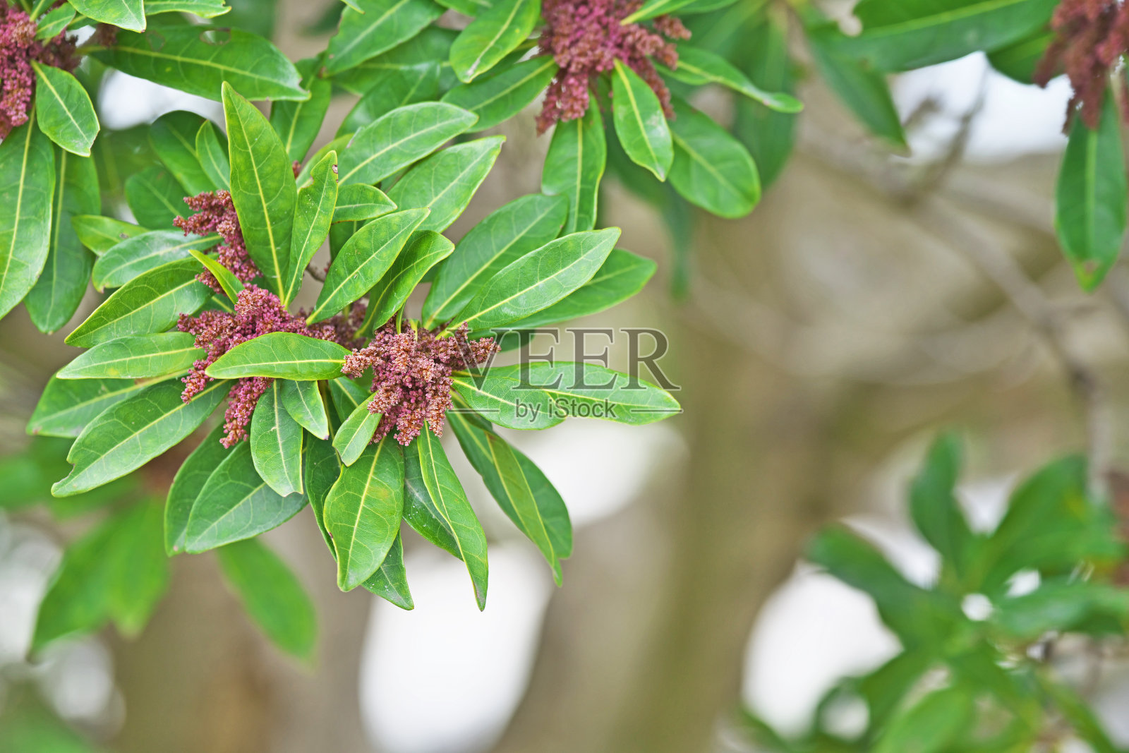杨梅的花照片摄影图片