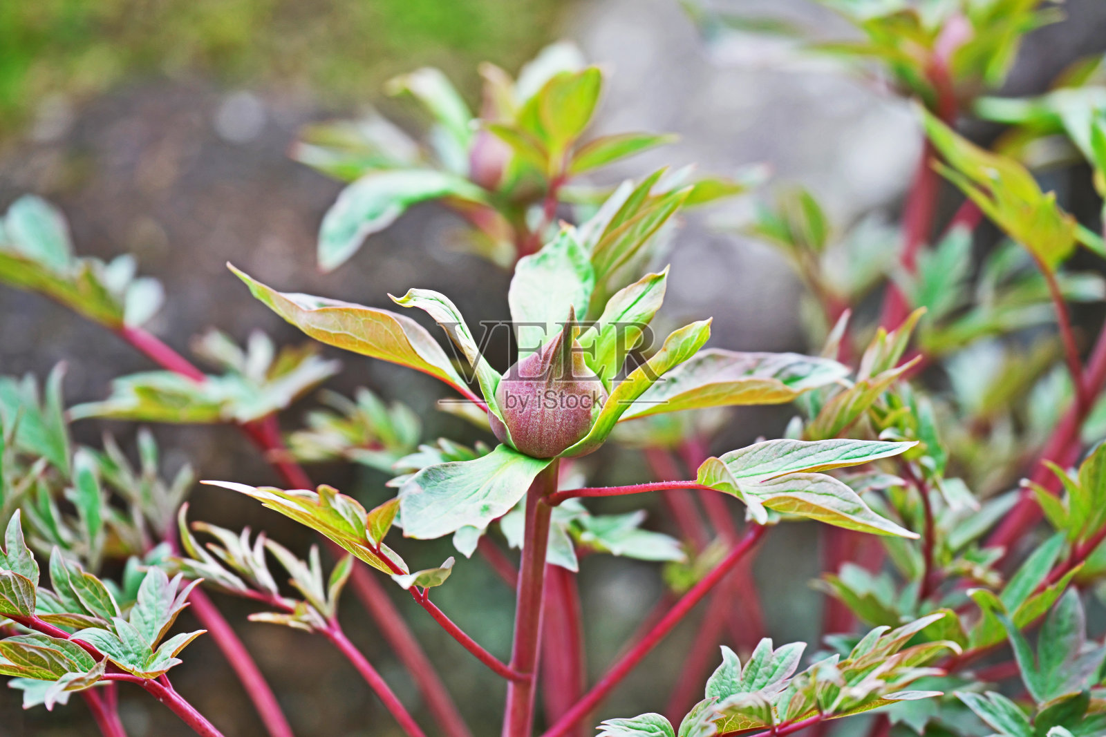 牡丹花骨朵照片摄影图片