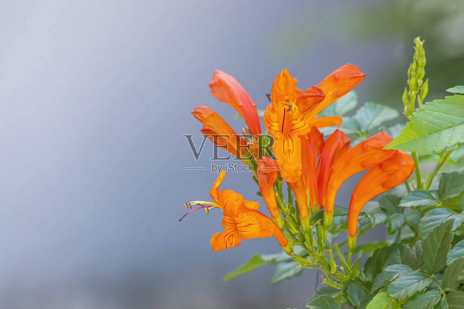 橙色开花植物特写镜头照片摄影图片