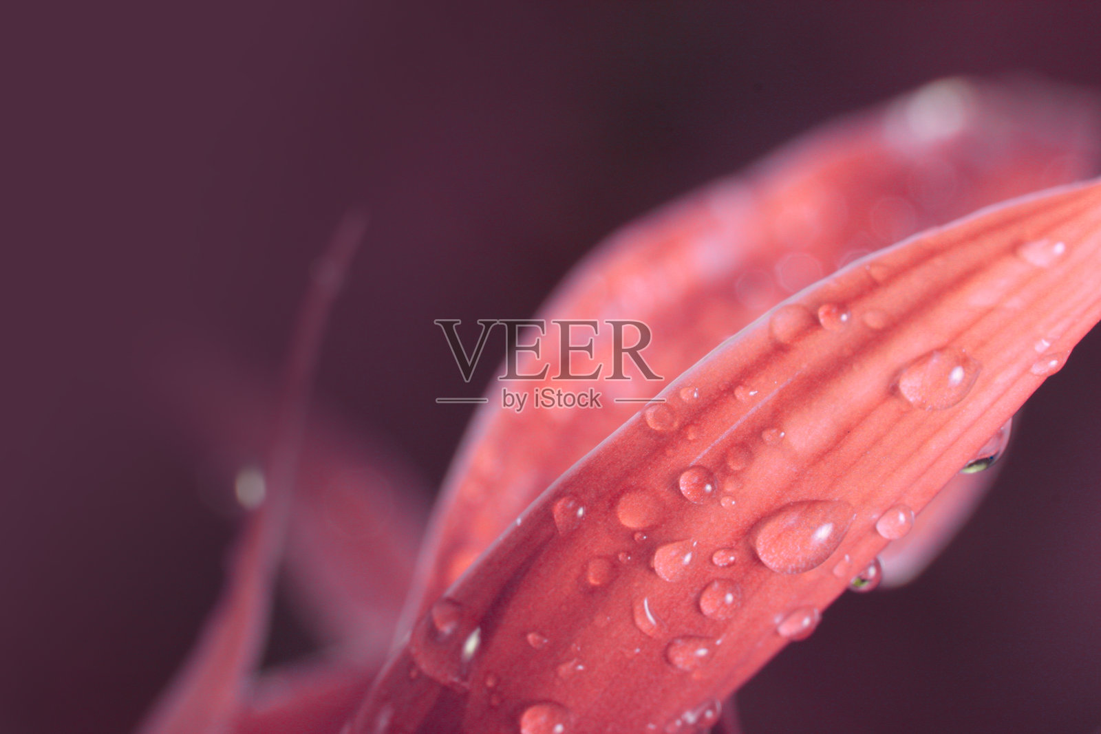 珊瑚色的水滴叶。软的焦点。照片摄影图片