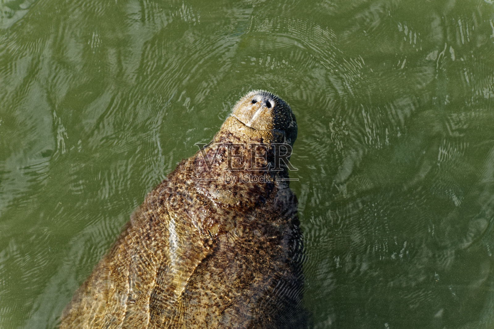 水中的海牛照片摄影图片