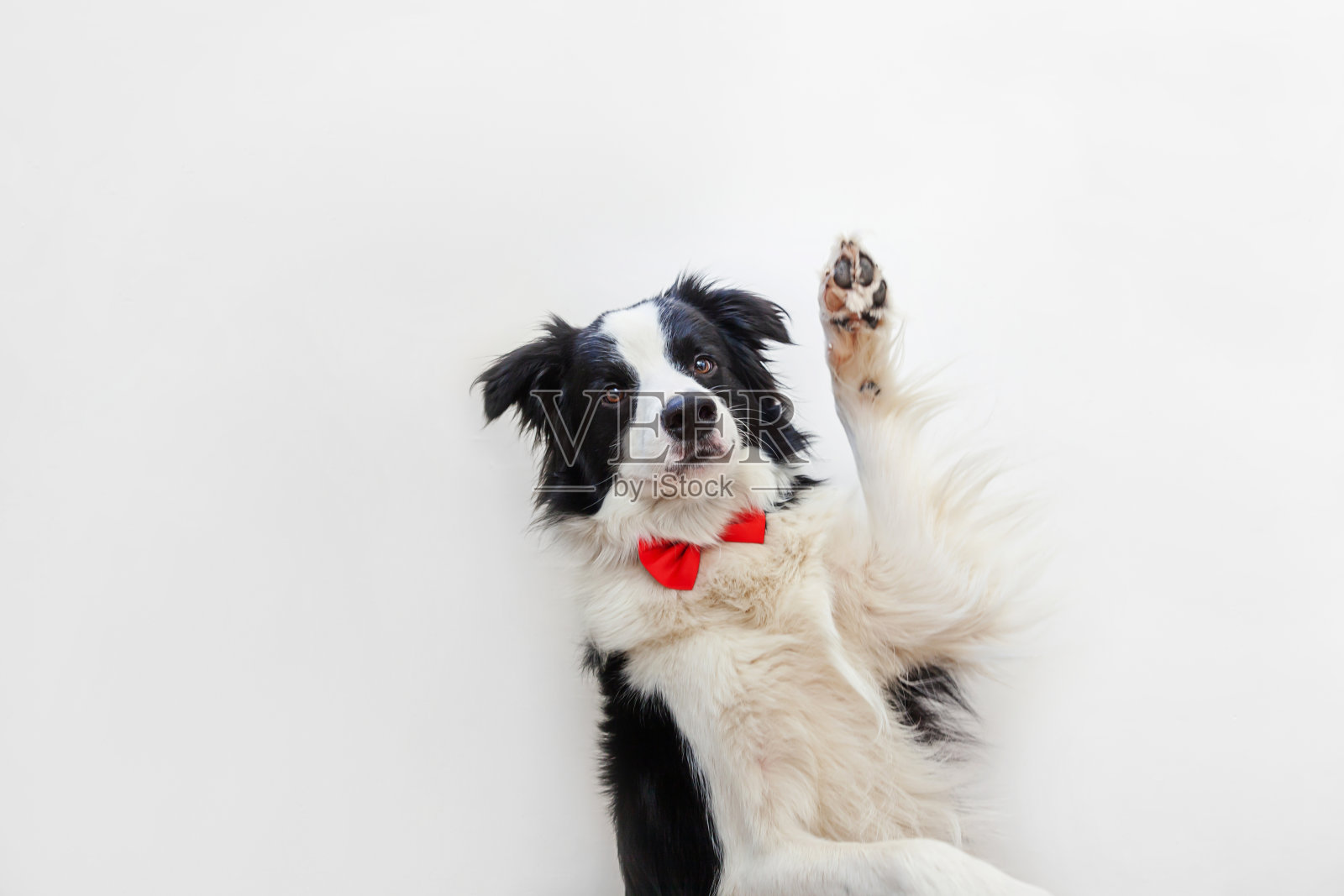 滑稽的工作室肖像小狗狗边境牧羊犬在领结作为绅士或新郎孤立在白色的背景。家庭可爱的新成员小狗看着相机。有趣的宠物动物生活理念照片摄影图片