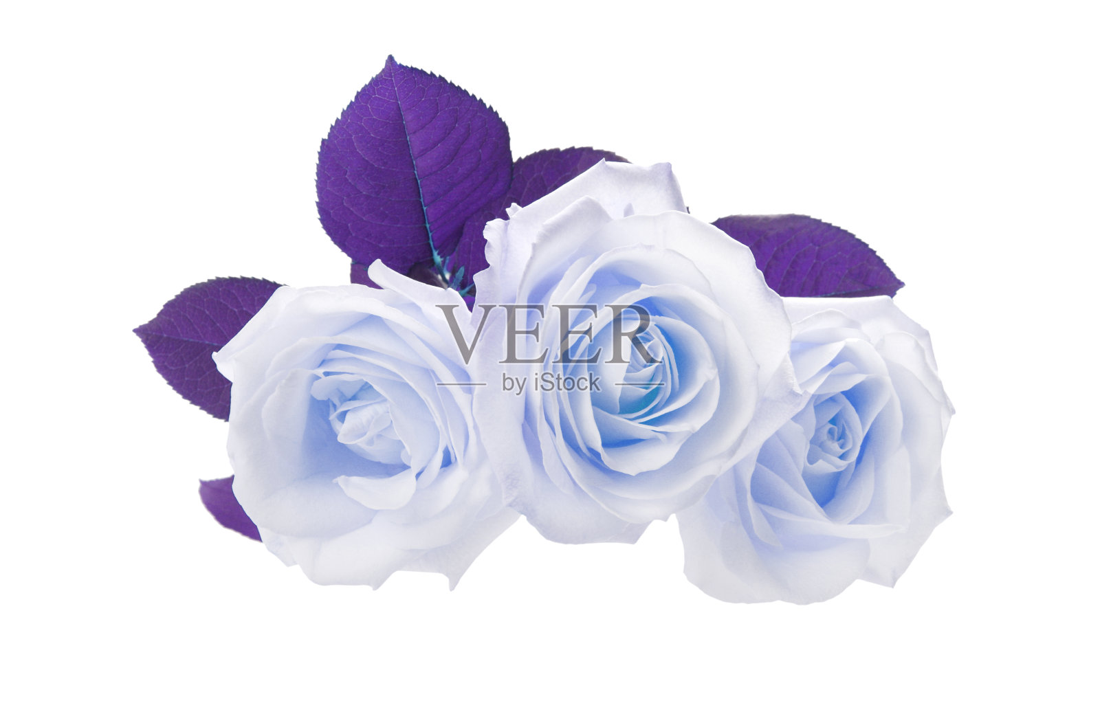 三朵蓝色紫罗兰玫瑰孤立在白色上照片摄影图片