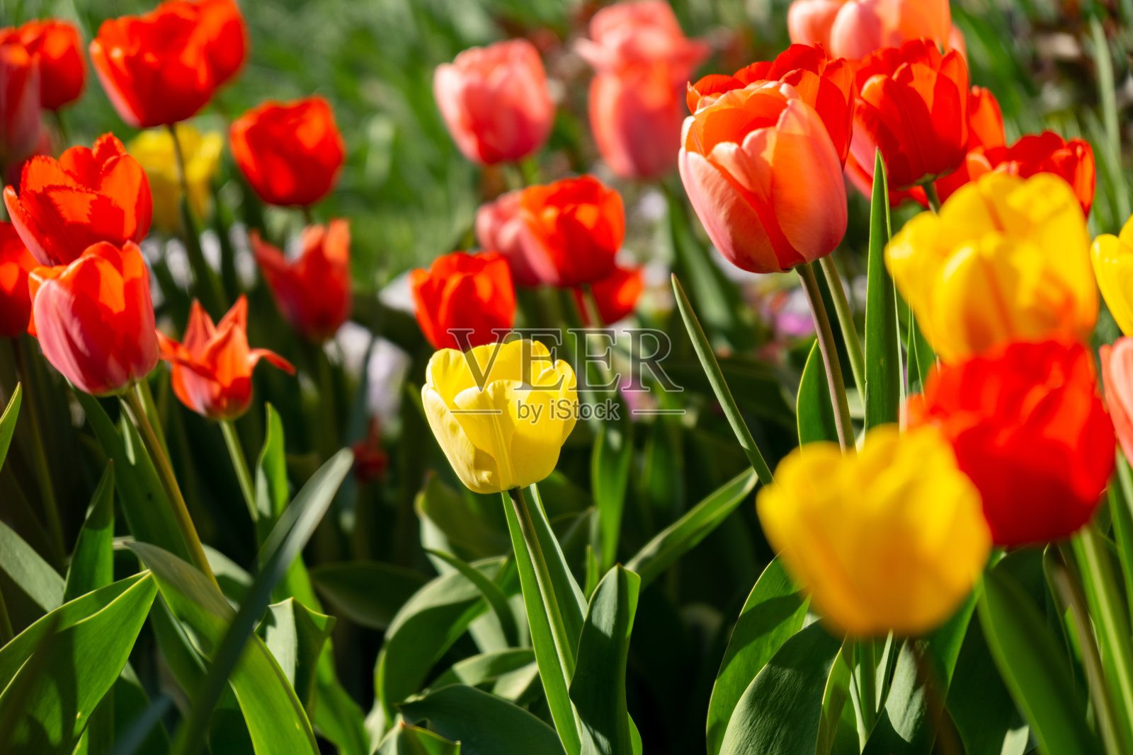 郁金香花和其他春天的花在花园里的草。照片摄影图片