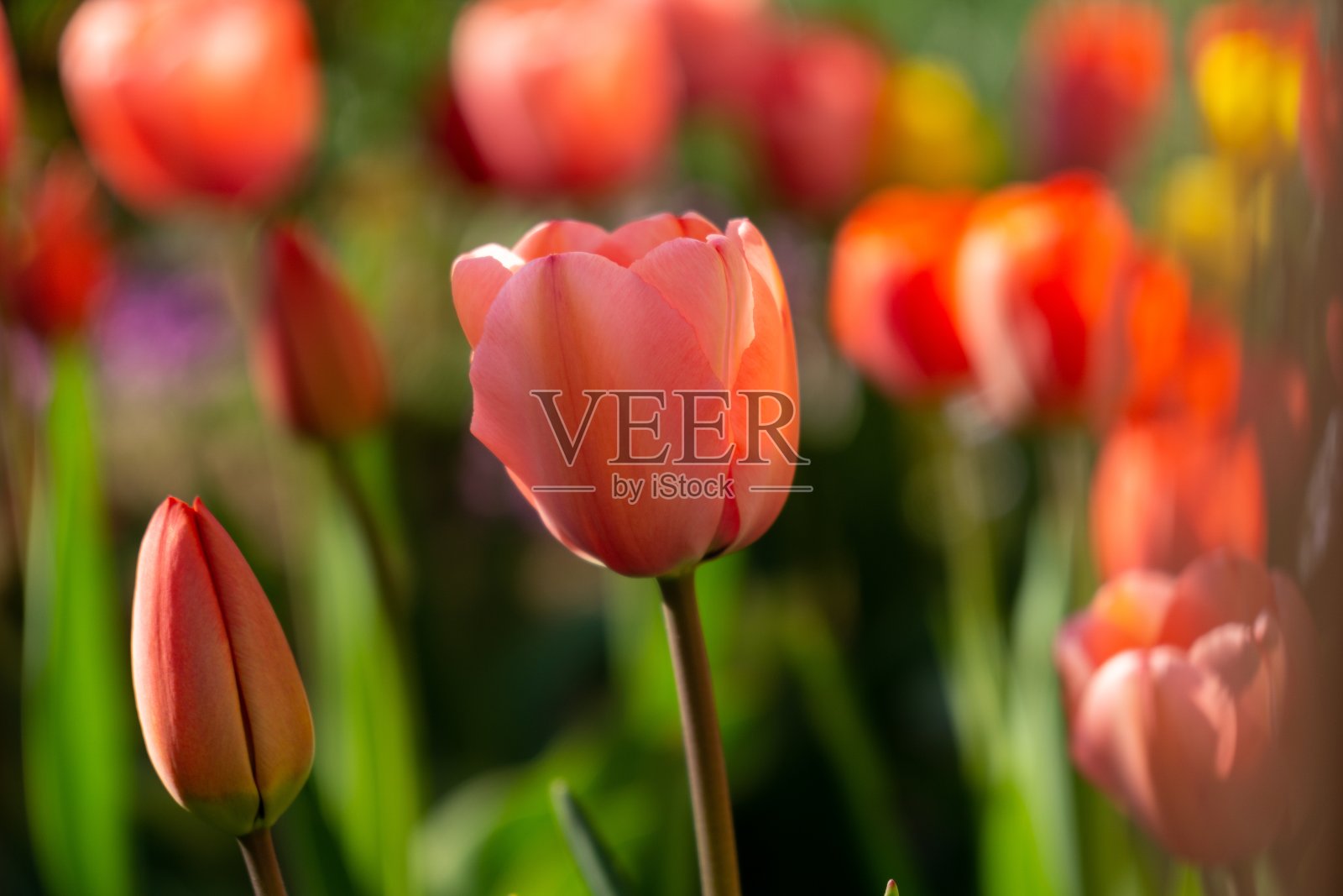 郁金香花和其他春天的花在花园里的草。照片摄影图片
