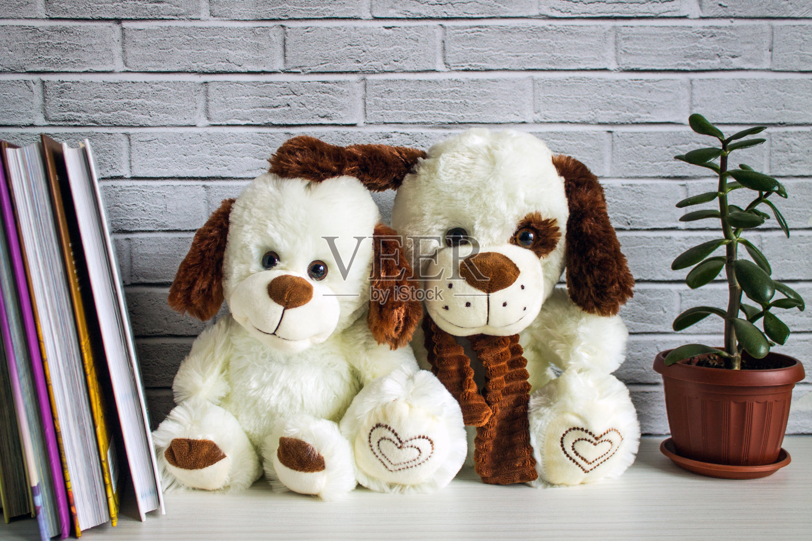 两只白色长毛绒狗照片摄影图片