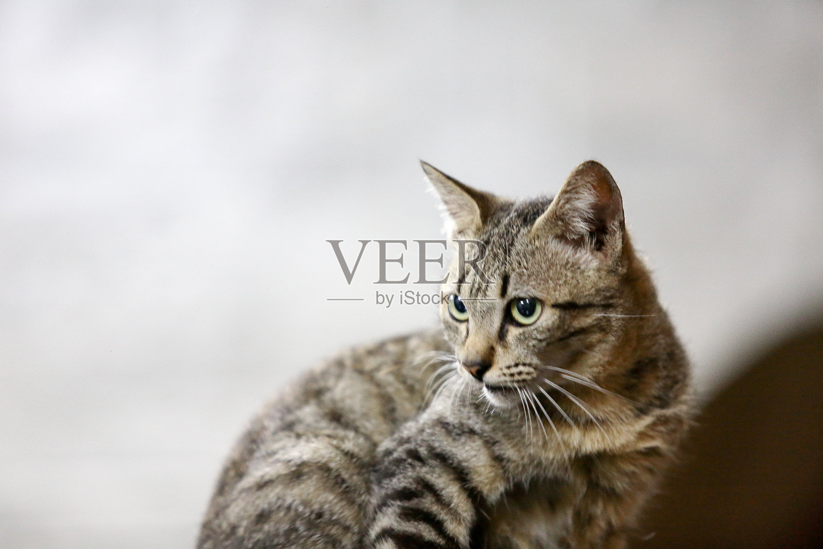 猫照片摄影图片