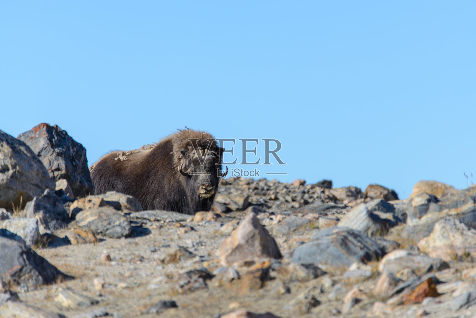 格陵兰冻原的麝牛照片摄影图片