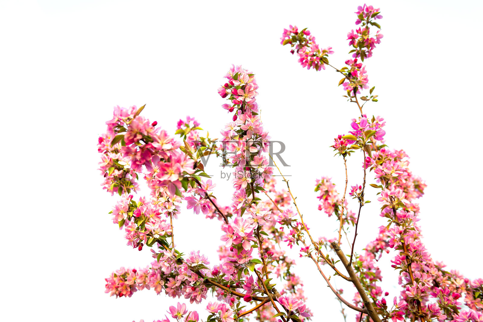 开花的海棠树孤立在白色的春天照片摄影图片