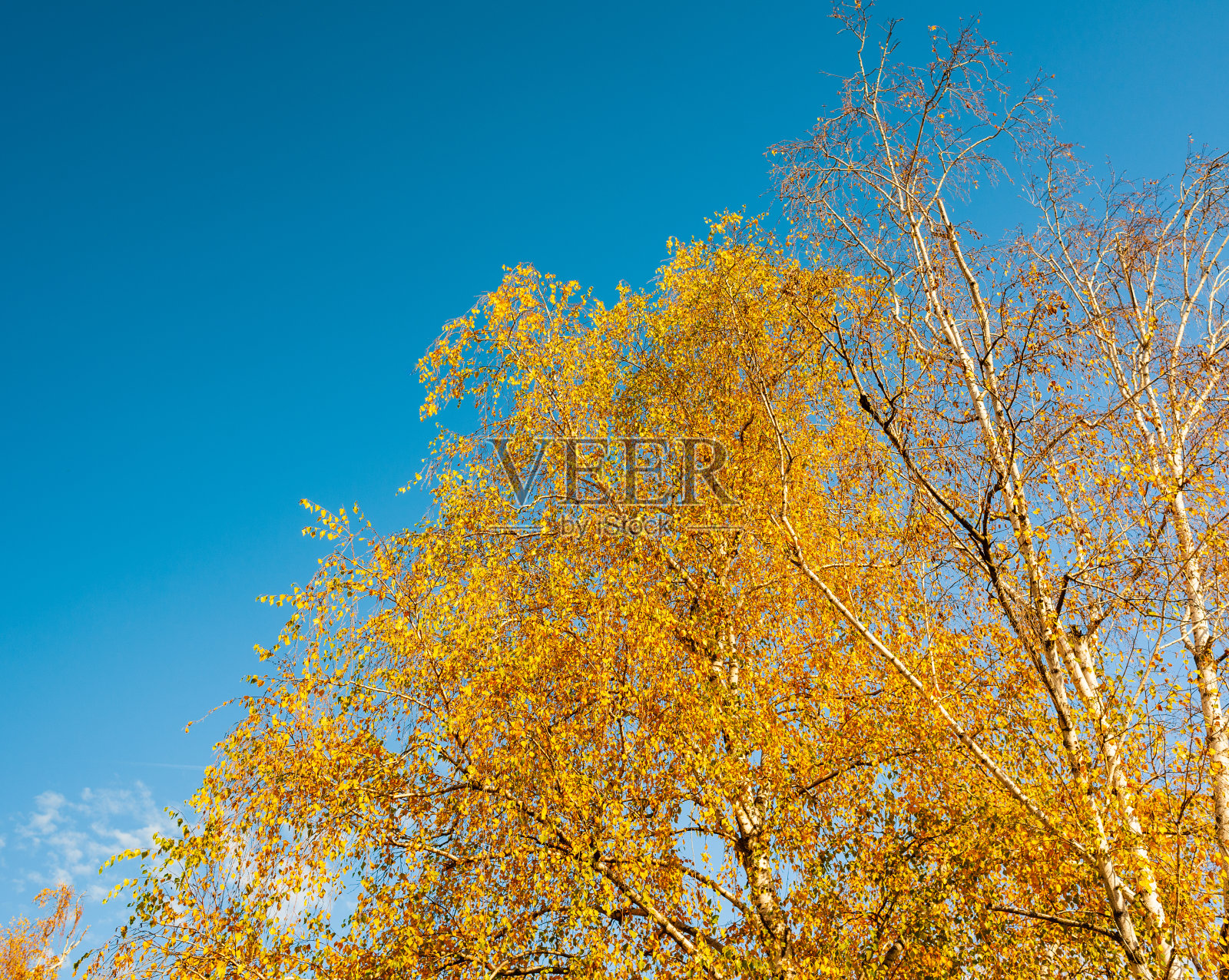 秋桦照片摄影图片