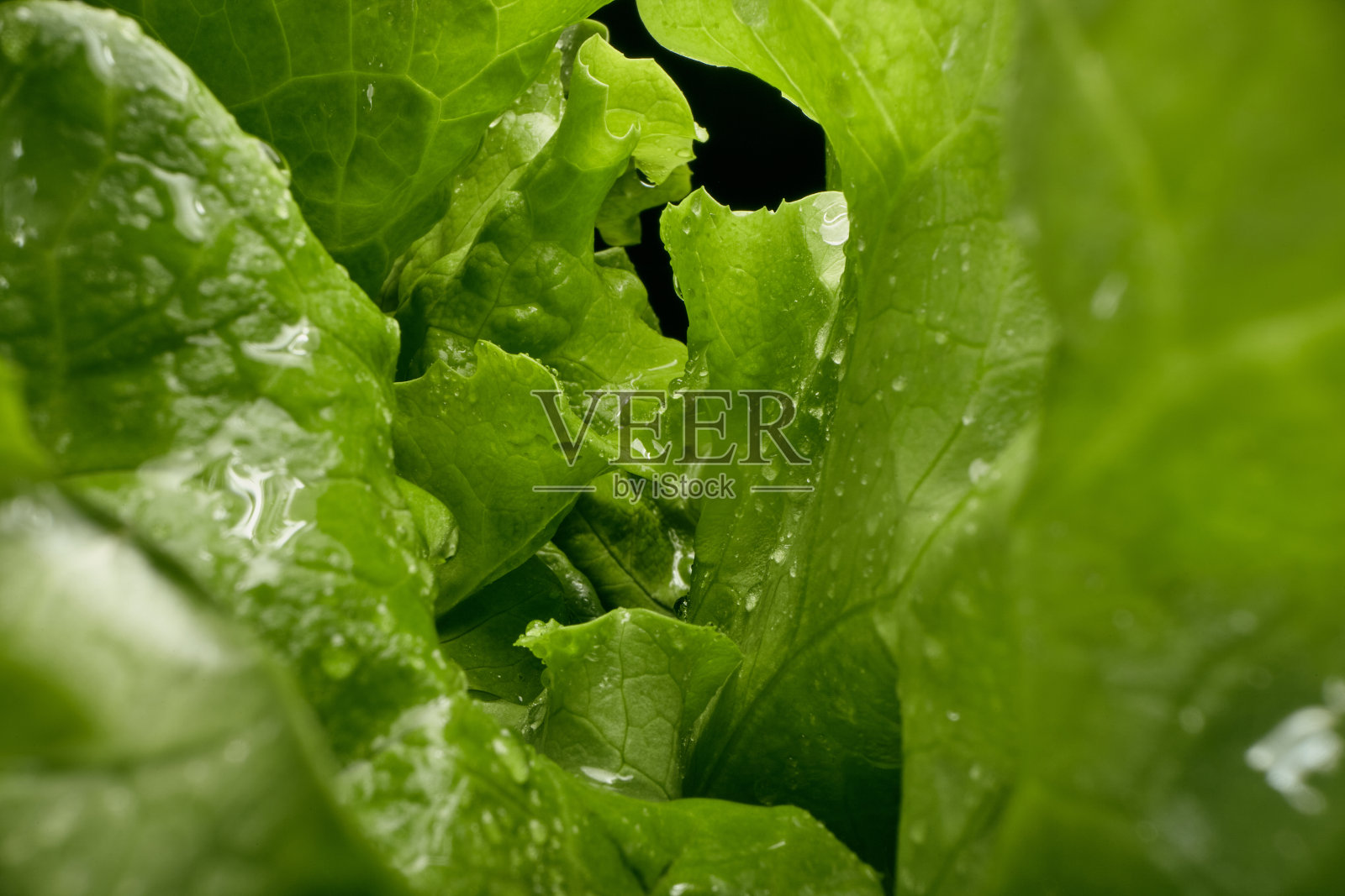 刚洗过的生菜照片摄影图片