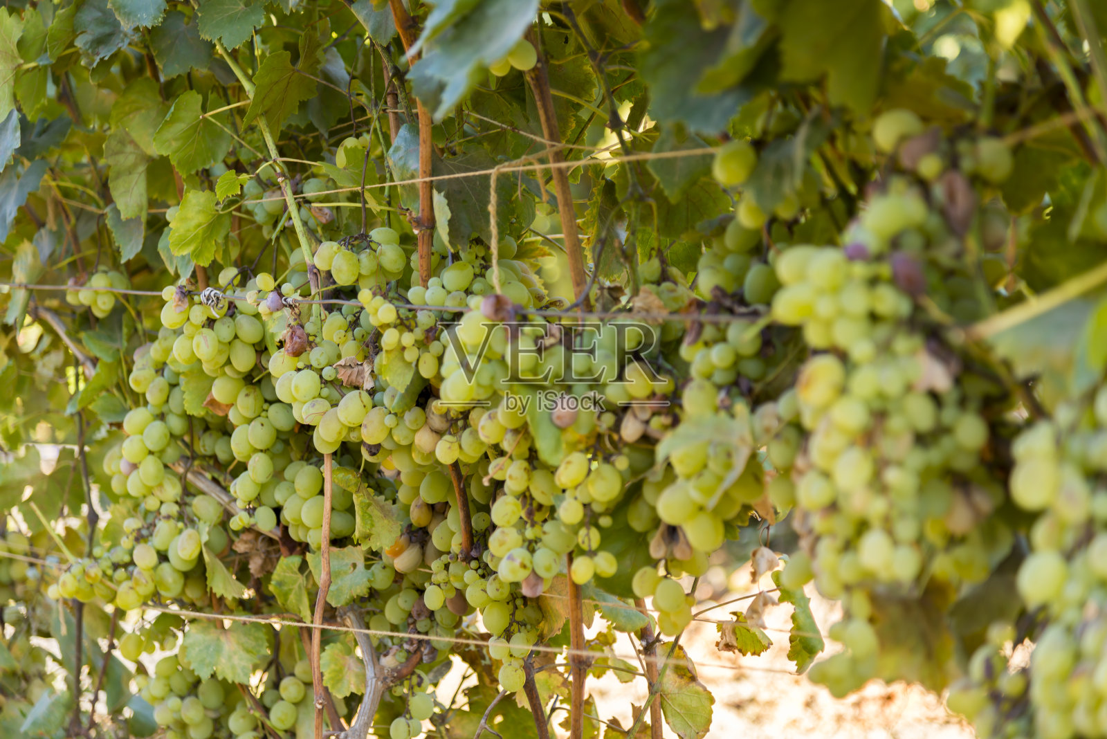 欧洲某个地方的葡萄农场。照片摄影图片