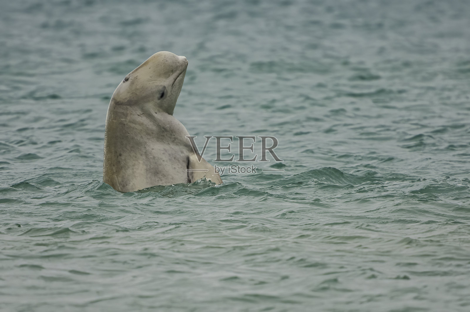白鲸或白鲸，白鳍鲸，坎宁安湾，萨默塞特岛，加拿大，加拿大北极群岛，单齿鲸科照片摄影图片