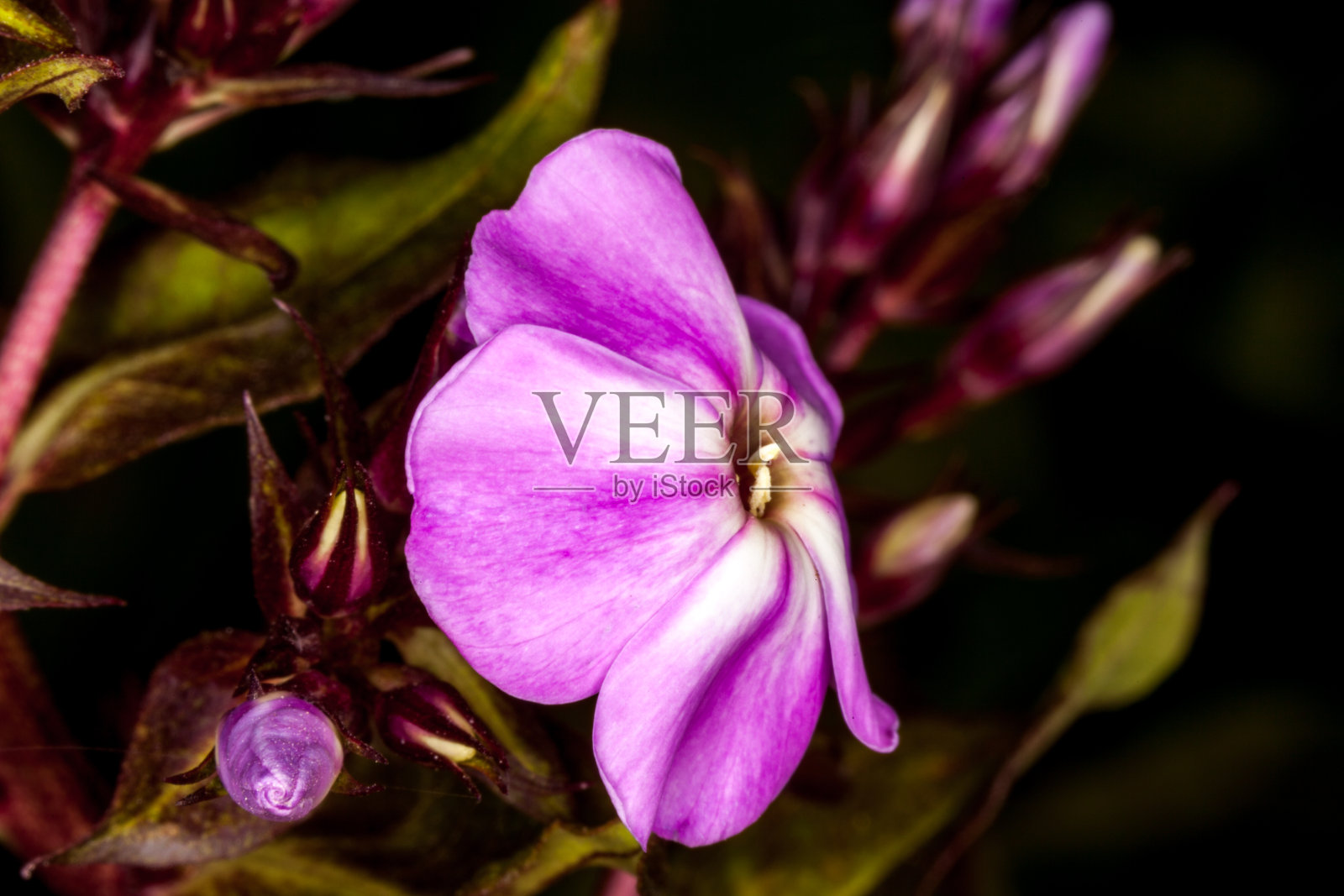 微距摄影花很鲜艳。照片摄影图片