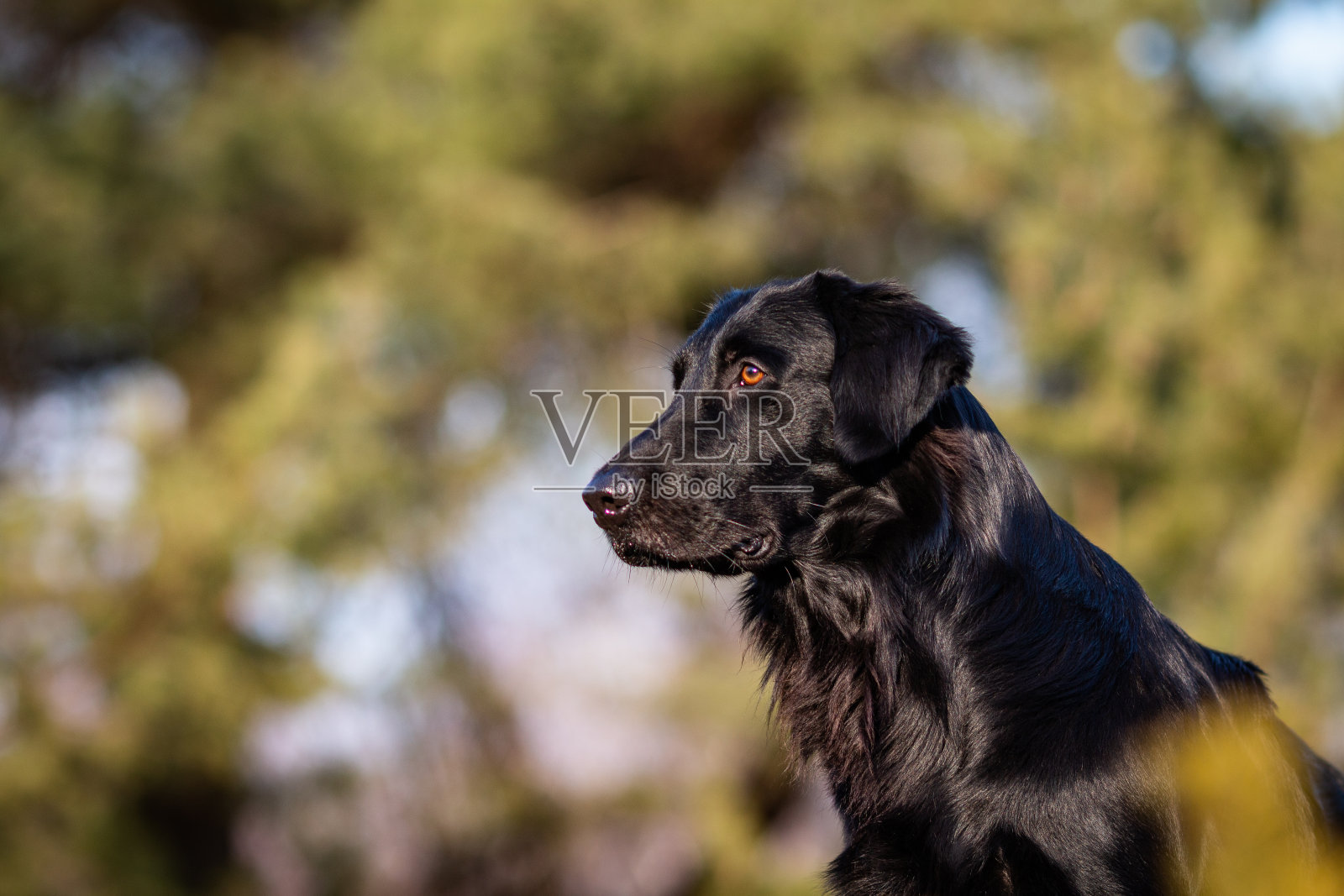 照片中的黑色扁毛猎犬在肖像照片拍摄照片摄影图片