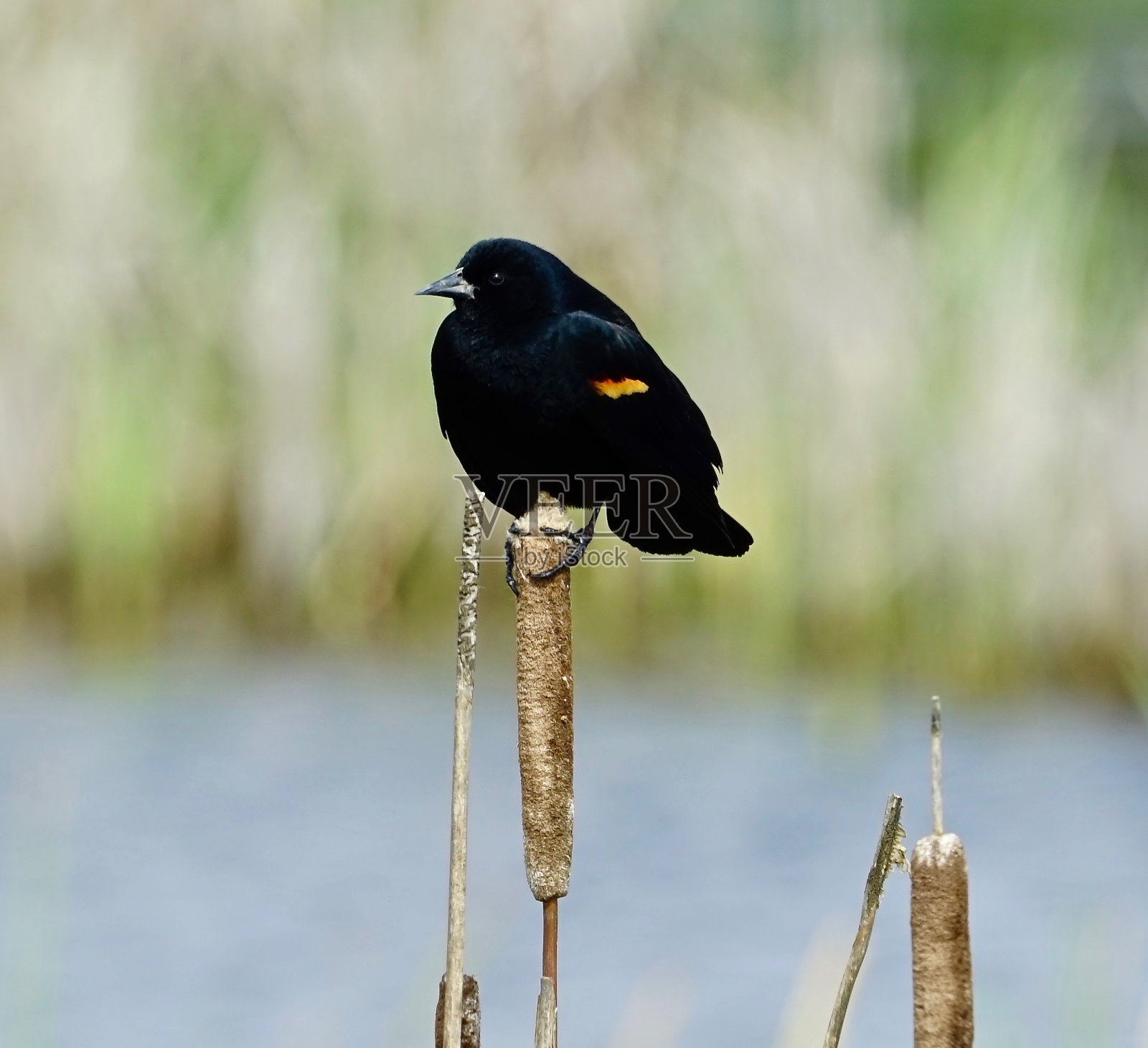 太平洋西北部的乌鸫照片摄影图片