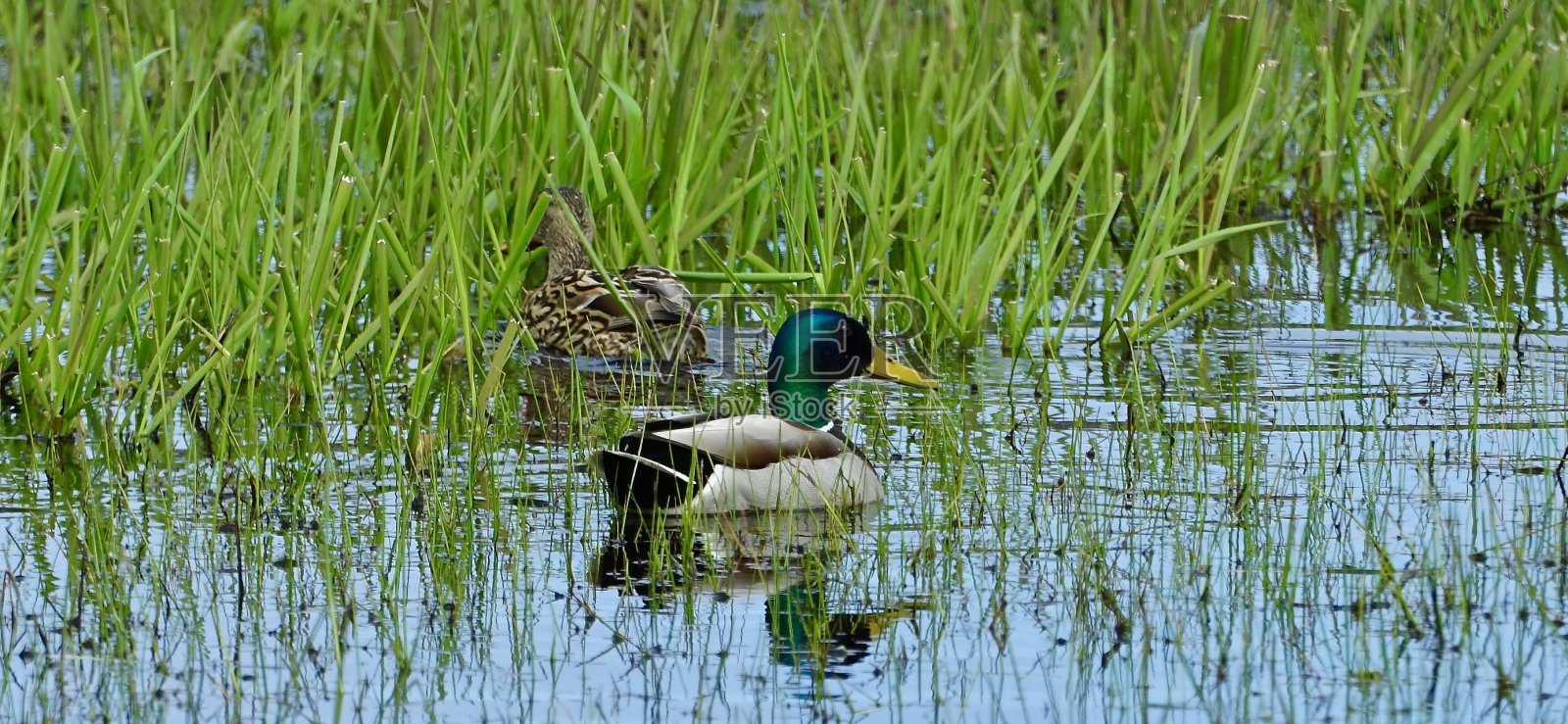 威拉米特河谷鸭照片摄影图片