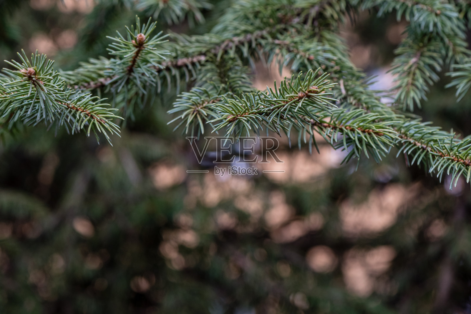 松树枝照片摄影图片