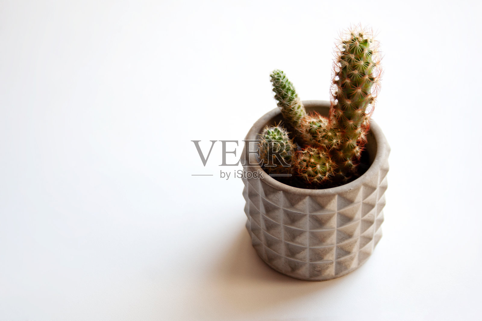 小仙人掌与明亮的刺在混凝土种植与复制空间照片摄影图片