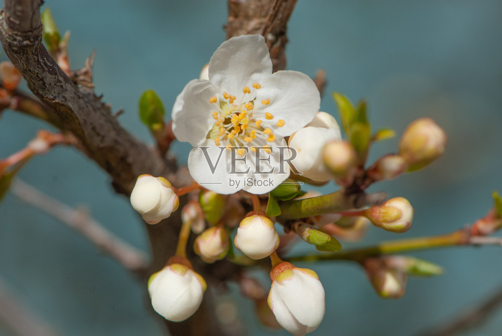 清冽的春天，细枝上绽开洁白的花朵，赏心悦目地模糊了背景照片摄影图片