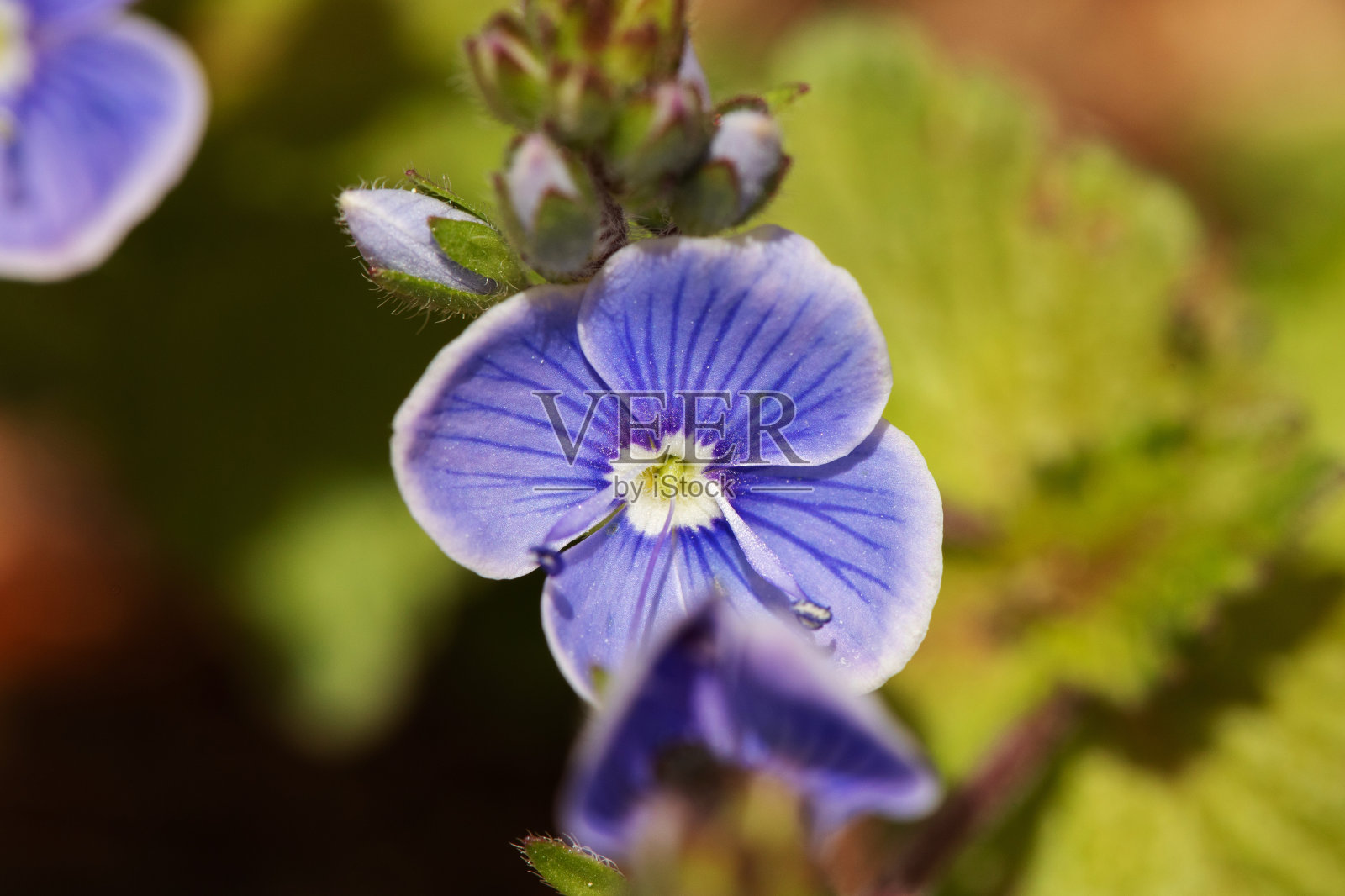 鸟眼speedwell花宏肖像照片摄影图片