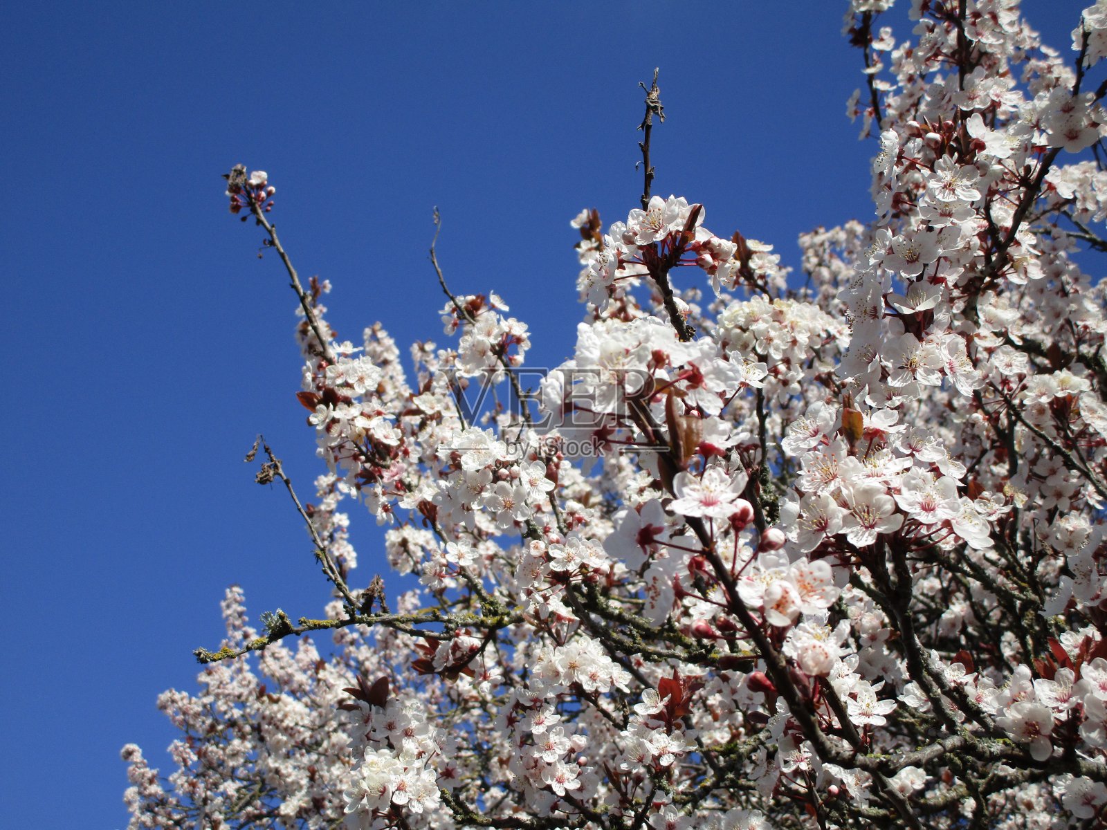 2020年加拿大盛开的白色樱花照片摄影图片