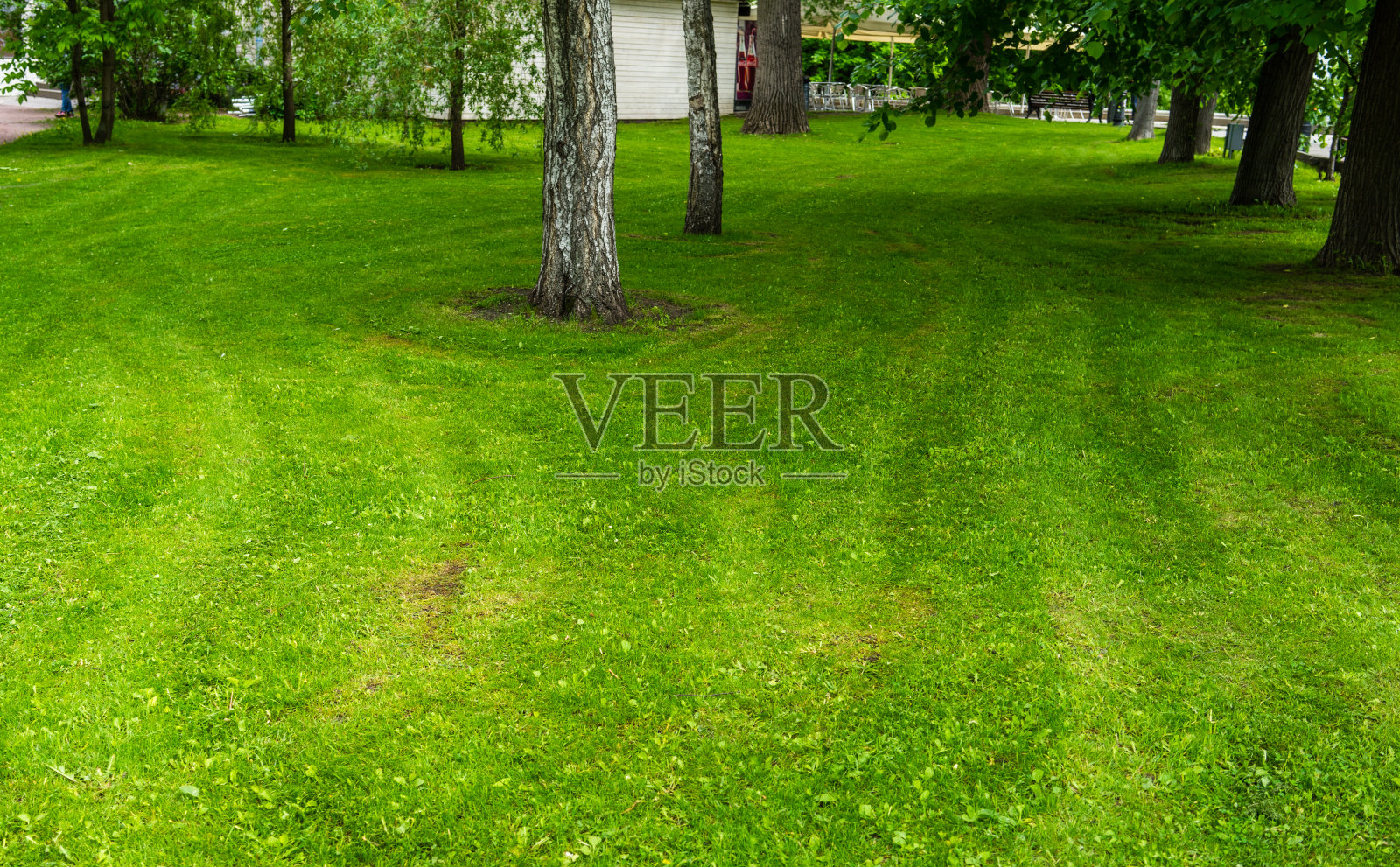 公园里的绿色草坪照片摄影图片