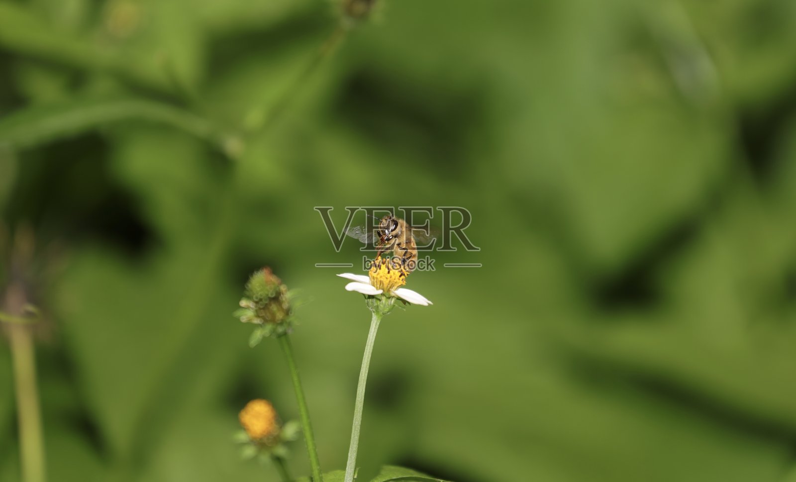 一只蜜蜂在一朵橙色和白色的花上盘旋，试图得到一个漂亮的绿色背景的花粉照片摄影图片