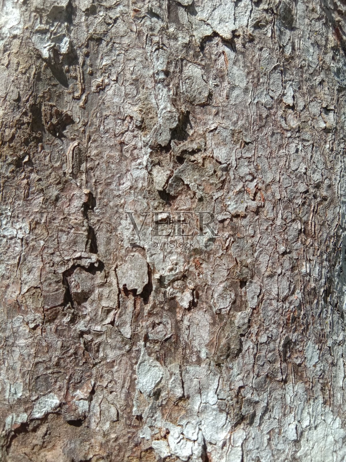 树皮照片摄影图片